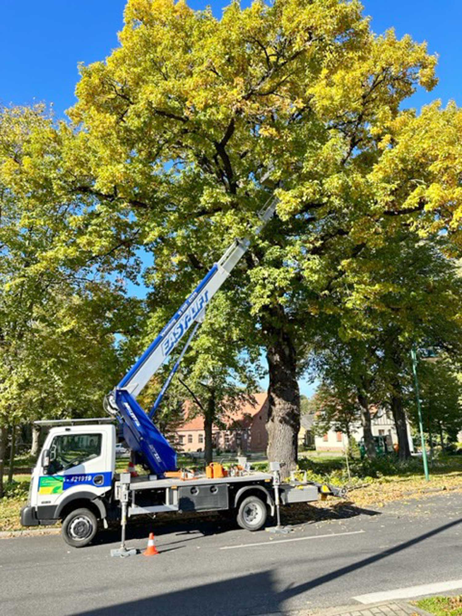 Firma Conrad – Garten- und Landschaftsbau: Baumpflege_Bild_2